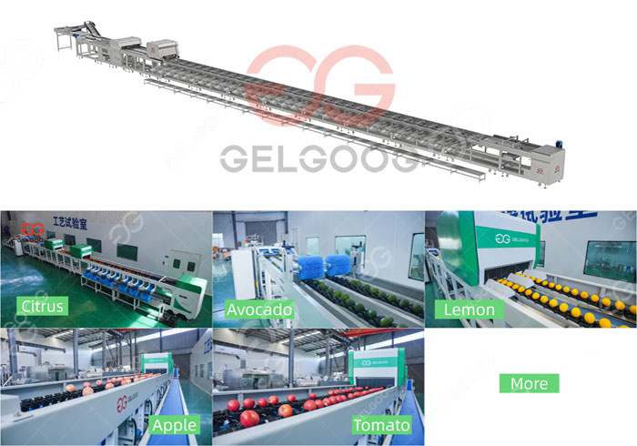 Intelligent Fruit Sorting Equipment